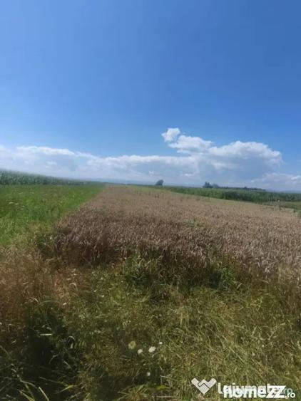 Teren de 10000 mp, în Măneuți
