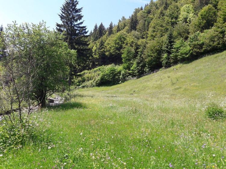 Teren de 4890 mp, în Moieciu