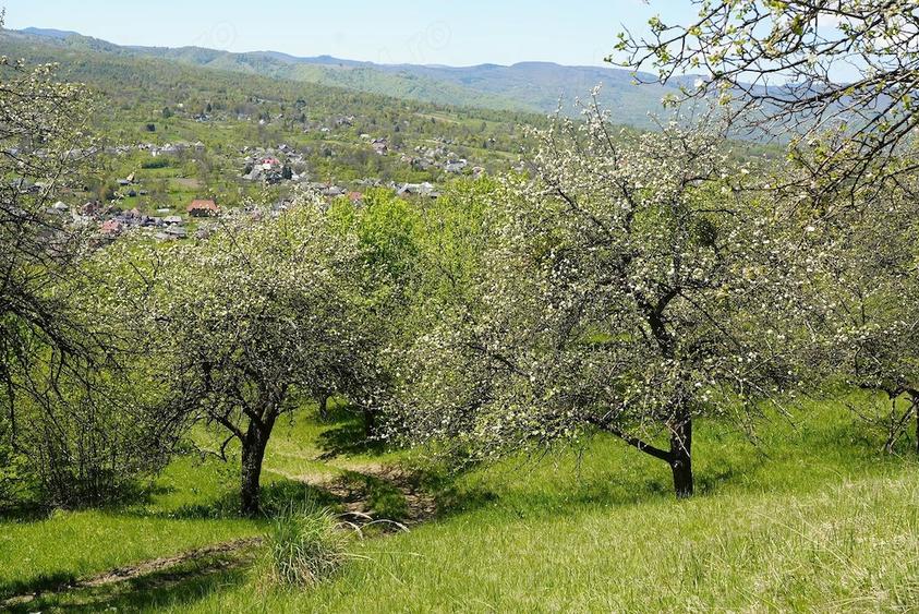Teren de 10000 mp, în Breb