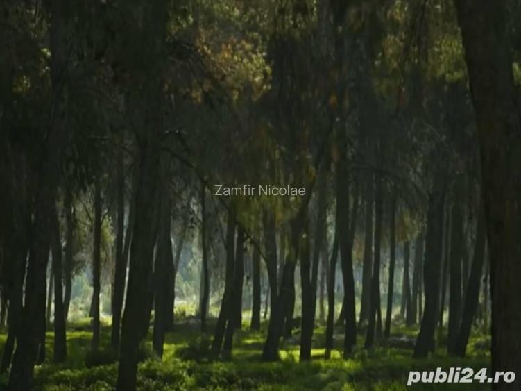 Padure=Forest for sale in Vrancea(Odobesti)=5996 sqm=Vand padure-n Vrancea(Odobesti)=5996 mp