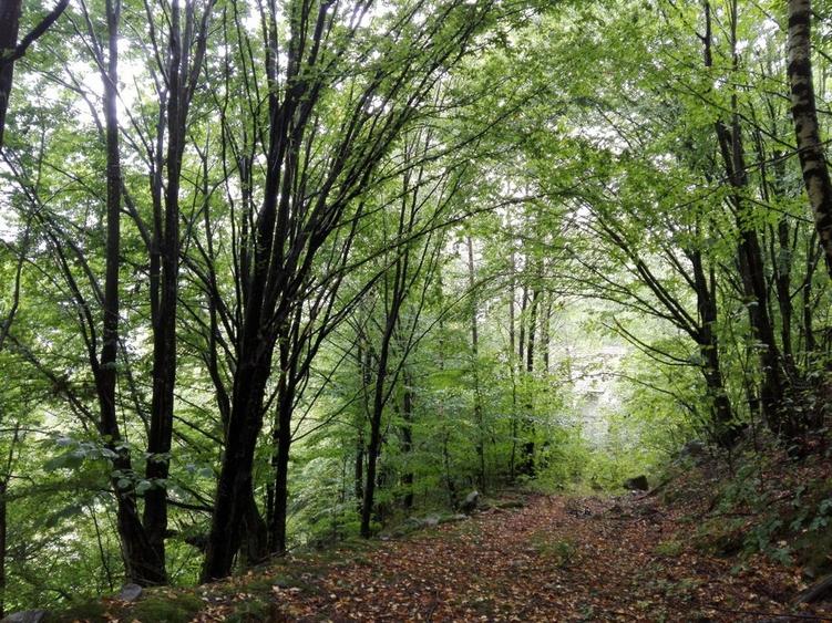 Teren Construcții intravilan de 5700 mp, în Râu de Mori