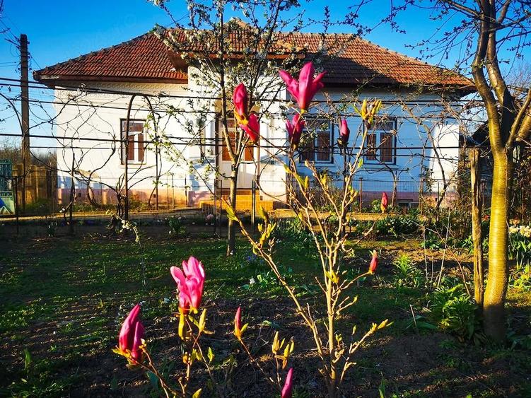Casa la ?ara de vanzare, mobilata, 2000 mp teren, Covei - Dolj - 9