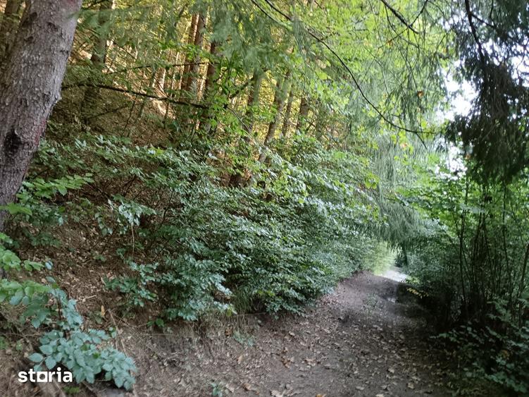 Teren de 20000 mp, în Ciuruleasa