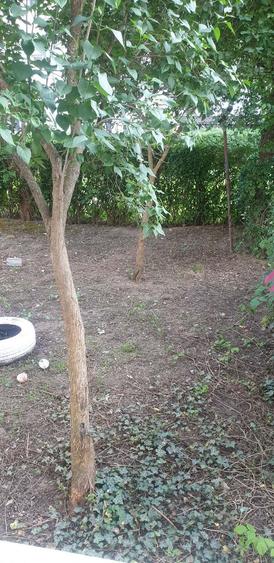 Apartament 2 camere / parter / bl Seuca - 1