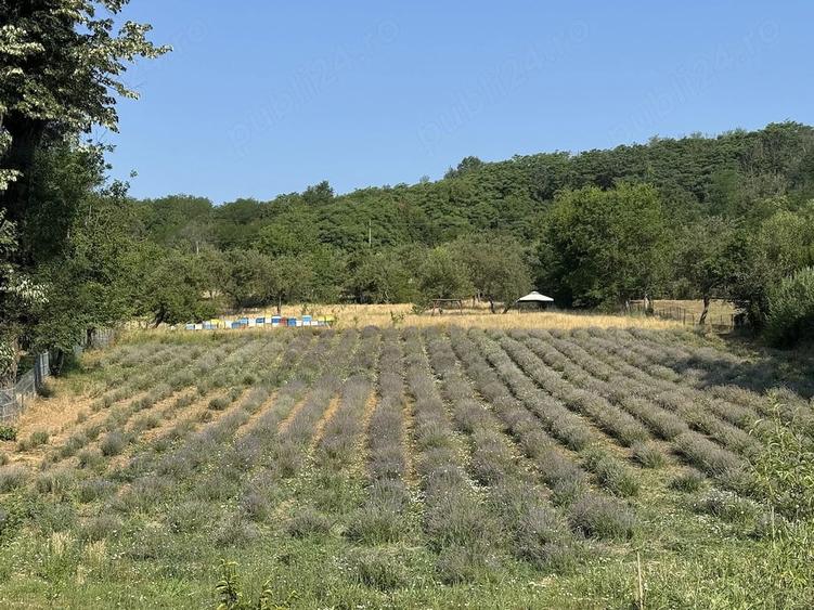 Casă cu Teren 6400 Mp în Samarinești