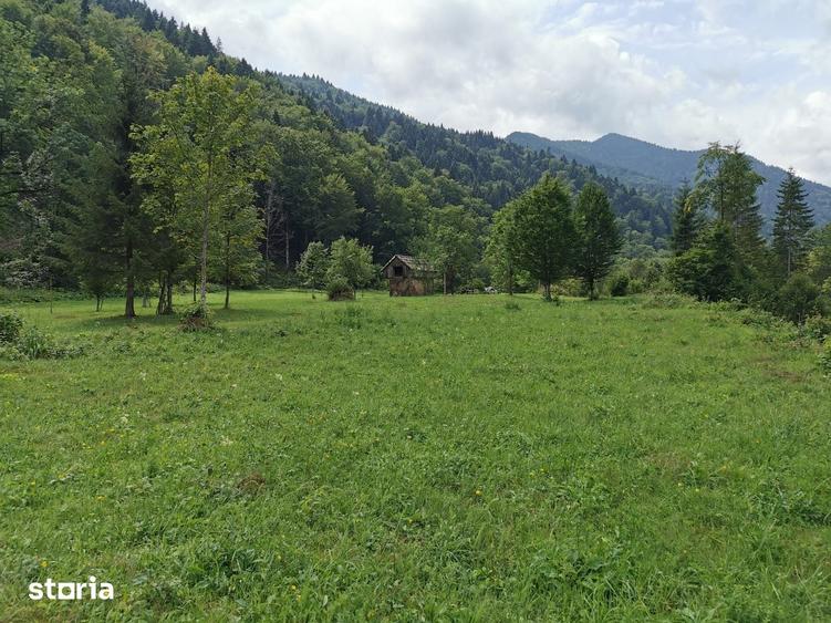 Teren de 5000 mp, în Tarcău
