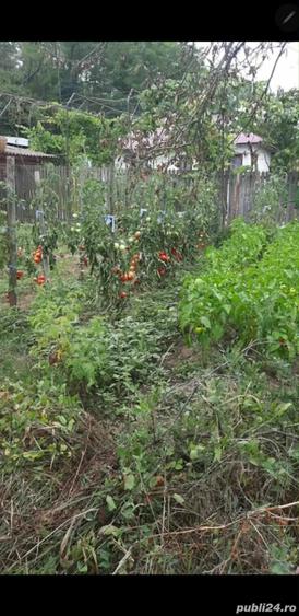 Casă cu 3 camere cu Teren 5000 Mp în Mozăceni