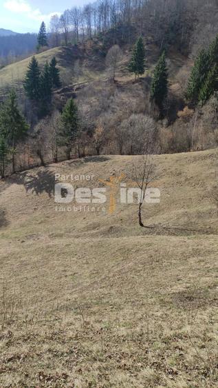 Teren agricol extravilan de 5000 mp, în Rucăr