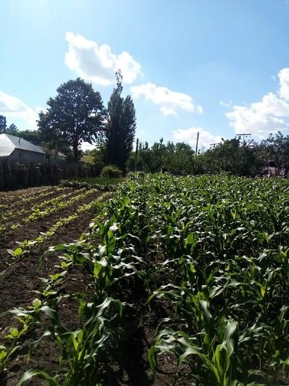 Teren de 700 mp, în Băcălești
