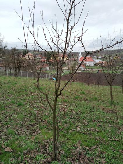 Teren de 3000 mp, în Călărași