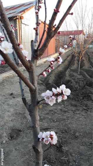 Teren în Conțești