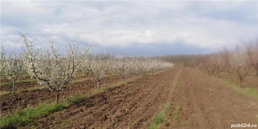 Livada pomi fructiferi situata in com virvoru de jos jude?ul Dolj - 3