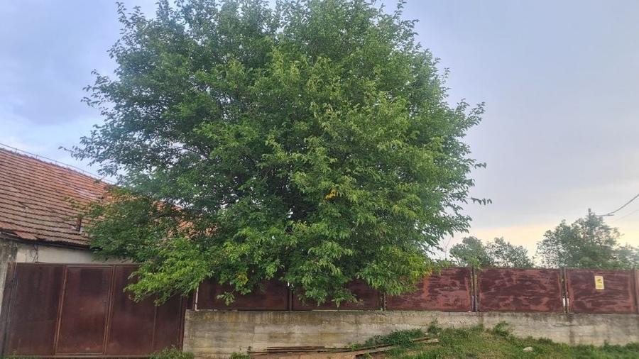 Casă cu 4 camere cu Teren 3000 Mp în Cârnești