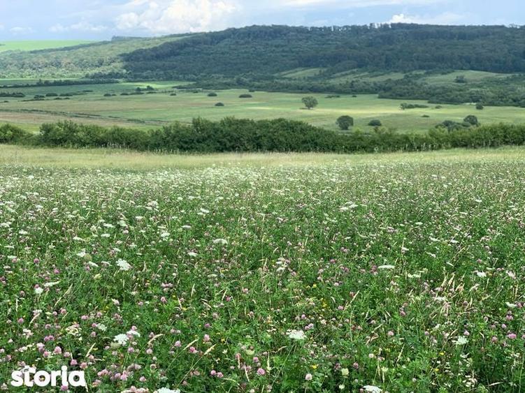 PROPRIETAR vand 100ha Teren Agricol , Timis, zona Deal 900.000 euro - 1