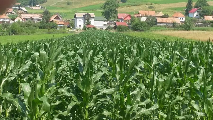 Teren extravilan de 4481 mp, în Vâlcele