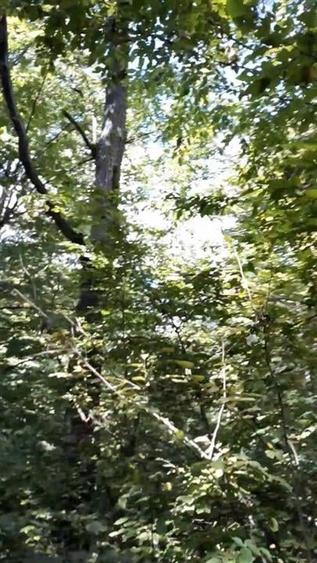 Teren agricol extravilan de 80000 mp, în Filipeștii de Pădure