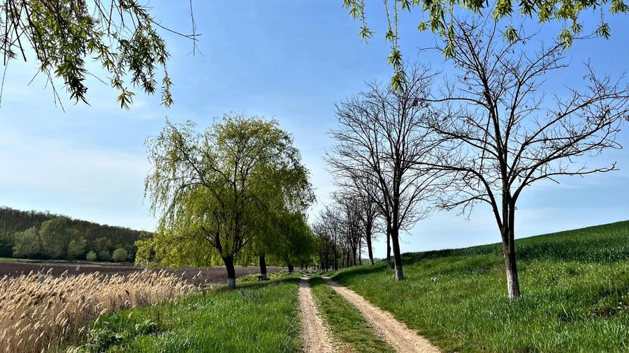 Teren Construcții extravilan de 2252 mp, în Cetariu