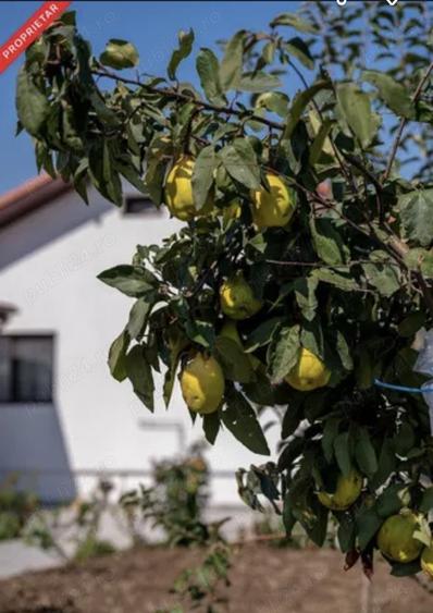 Casă cu 6 camere cu Teren 768 Mp în Cumpăna