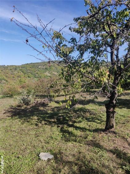 Teren de 1500 mp, în Podgoria