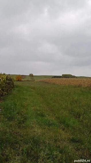 Teren de 4800 mp, în Dumești