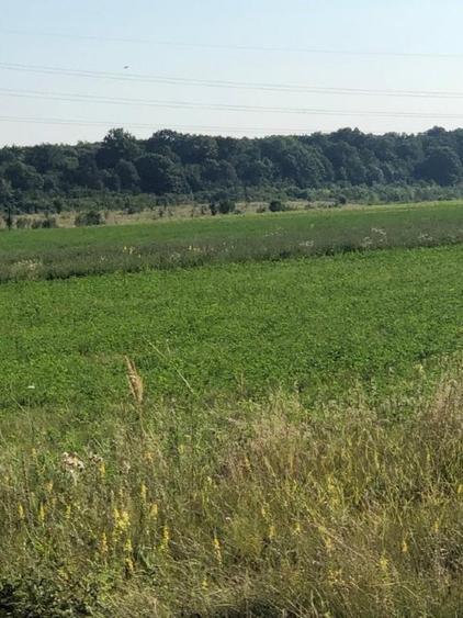 Teren agricol intravilan de 2475 mp, în Periș