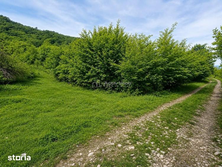 Teren de 5967 mp, în Tălmaciu