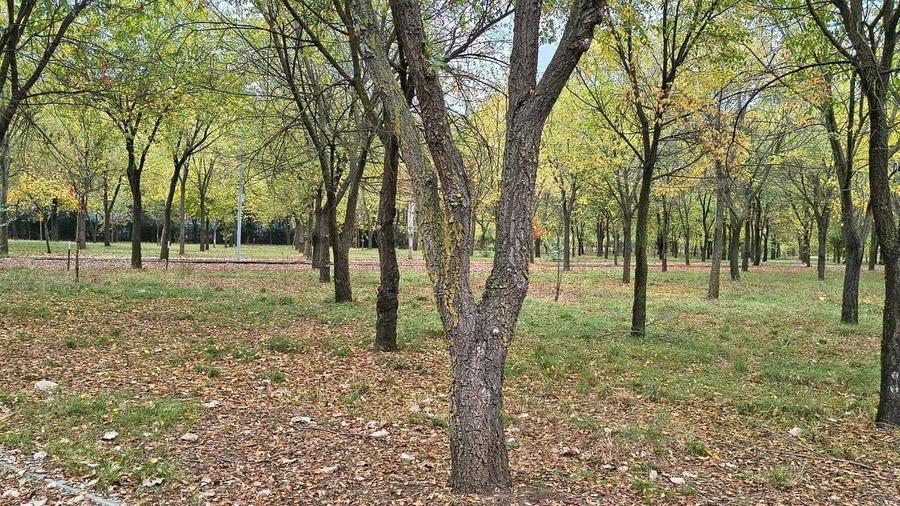 Teren Construcții intravilan de 500 mp, în Afumați
