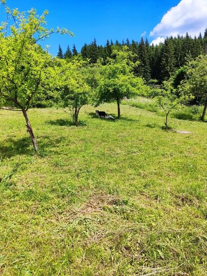 Casă cu 3 camere în Bradu