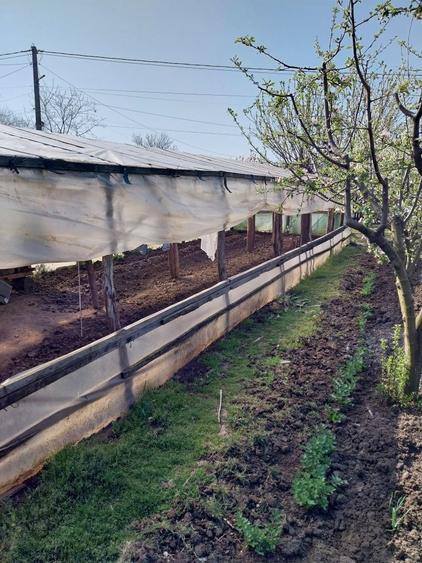 Vand casa ( teren 2.000 mp) in sat Pietrele, jud. Giurgiu - 2