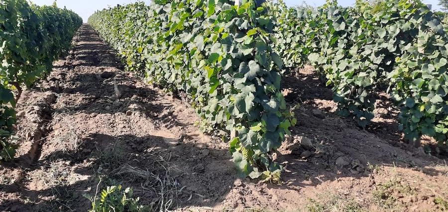 Teren de 2400 mp, în Cârligele