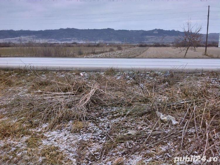Teren de 5450 mp, în Vânători