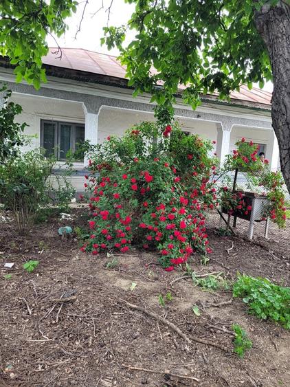 Casă cu 5 camere cu Teren 1351 Mp în Cernica
