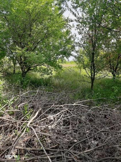 Teren de 2000 mp, în Snagov
