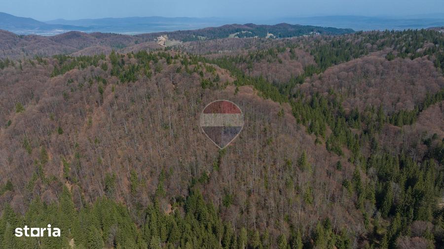 Teren intravilan, 56000 mp, Poiana Brasov - 4