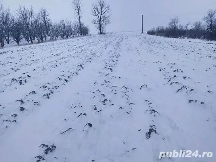 Teren de 2900 mp, în Ianculești