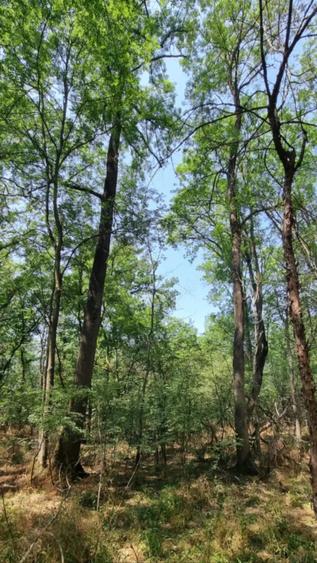 Teren de 3400000 mp, în Breasta