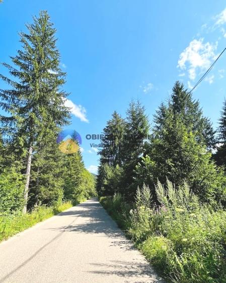 Teren intravilan de 3800 mp, în Tarcău