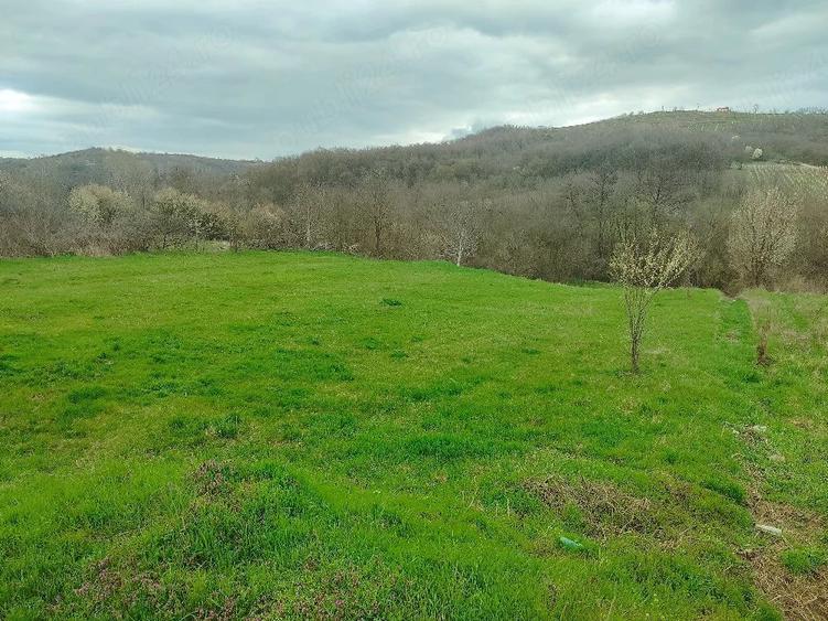 Teren de 3750 mp, în Verdea