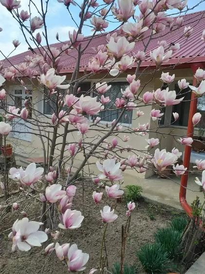 Casă cu 11 camere cu Teren 1800 Mp în Central
