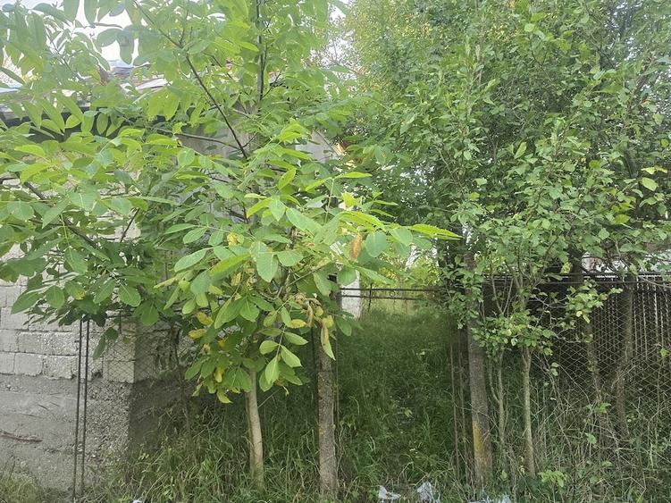 Vand teren intravilan in satul Vacarea, comuna Mihae?ti, in suprafa?a de 2.600 mp. - 8