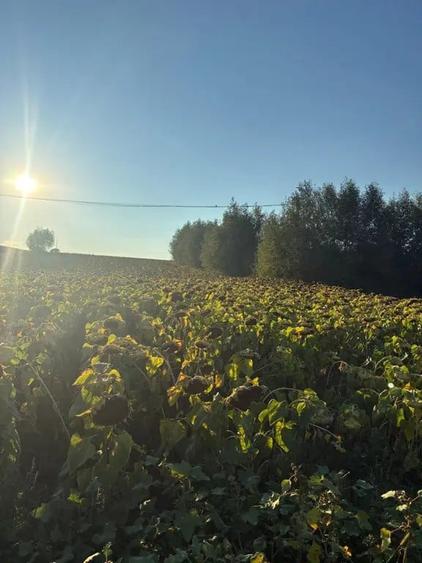 Teren de 2600 mp, în Cumpărătura