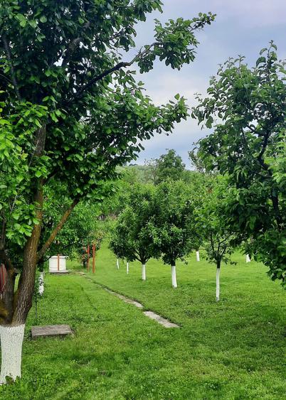 VILA 4 CAMERE CU TEREN 1.670 MP SI LIVADA | VALENII DE MUNTE, PRAHOVA - 8