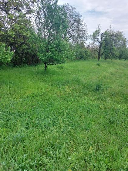 Teren Construcții intravilan de 5265 mp, în Teișani