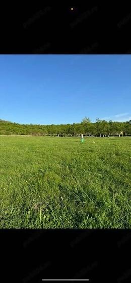 Teren de 6000 mp, în Sălciua Nouă