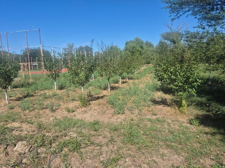 Vand casa in localitatea Belotint, judetul Arad - 2