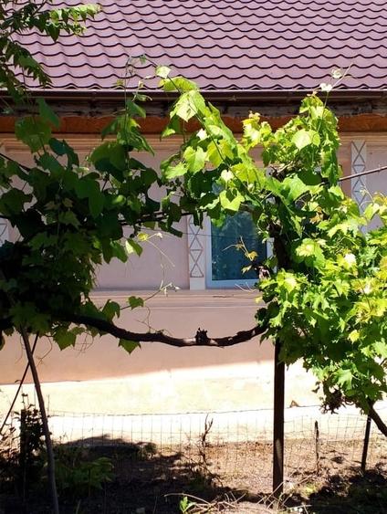 Casă individuală cu 3 camere cu Canalizare în Făcăeni