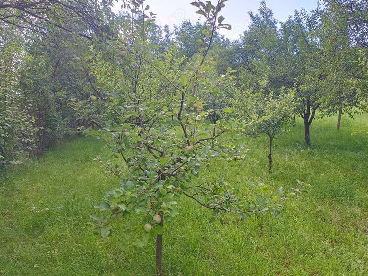 Teren de 150 mp, în Nepos