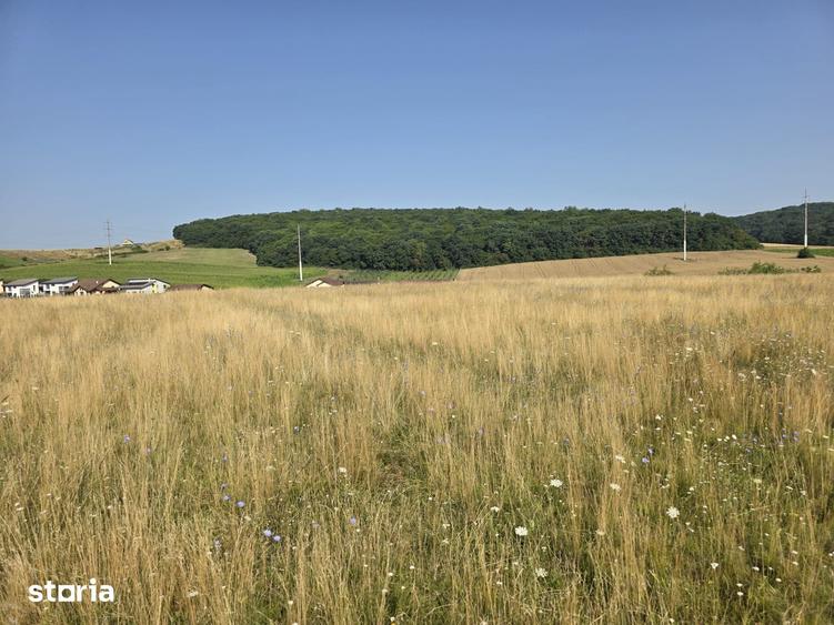 Teren de 5800 mp, în Sâncraiu de Mureș