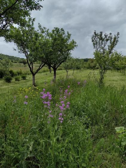 Teren de 4000 mp, în Pietroasa