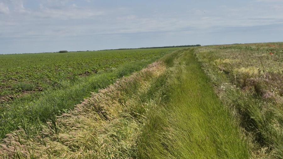 Teren agricol extravilan de 5000 mp, în Berceni